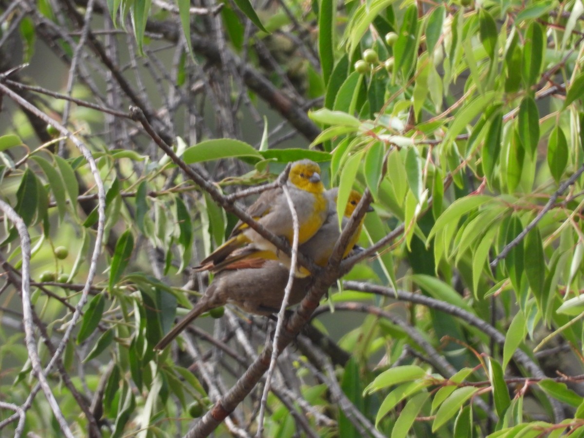 Citron-headed Yellow-Finch - ML611376460
