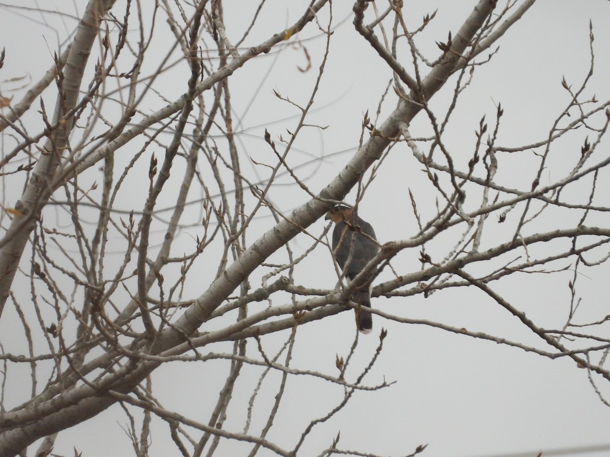 Sharp-shinned Hawk - ML611376521