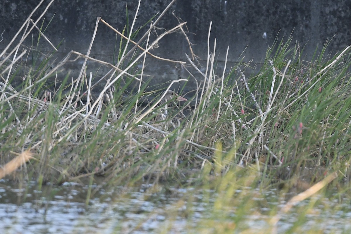 Graylag Goose - joseph leong