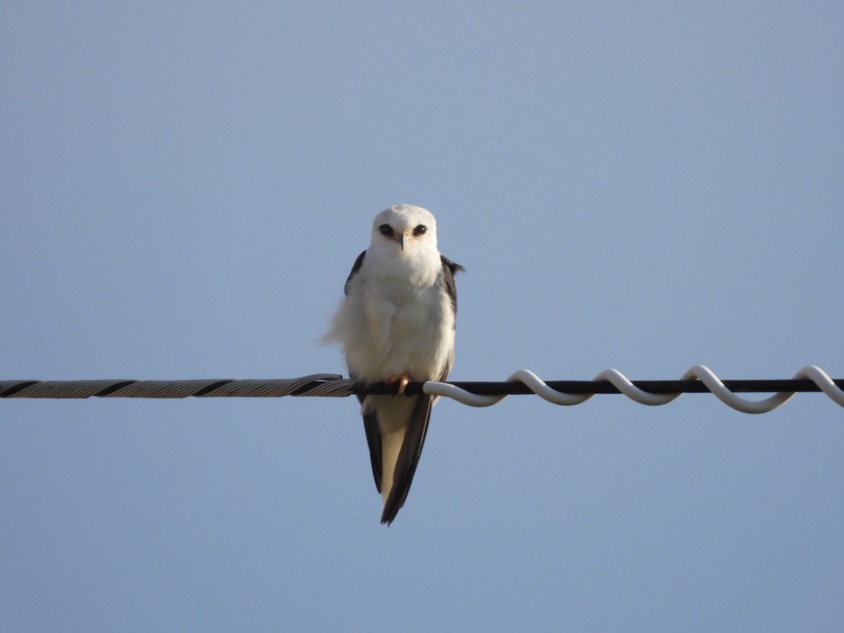 White-tailed Kite - ML611376634