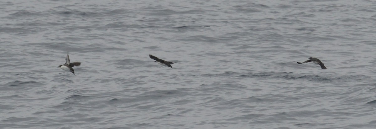 Craveri's Murrelet - ML611376682