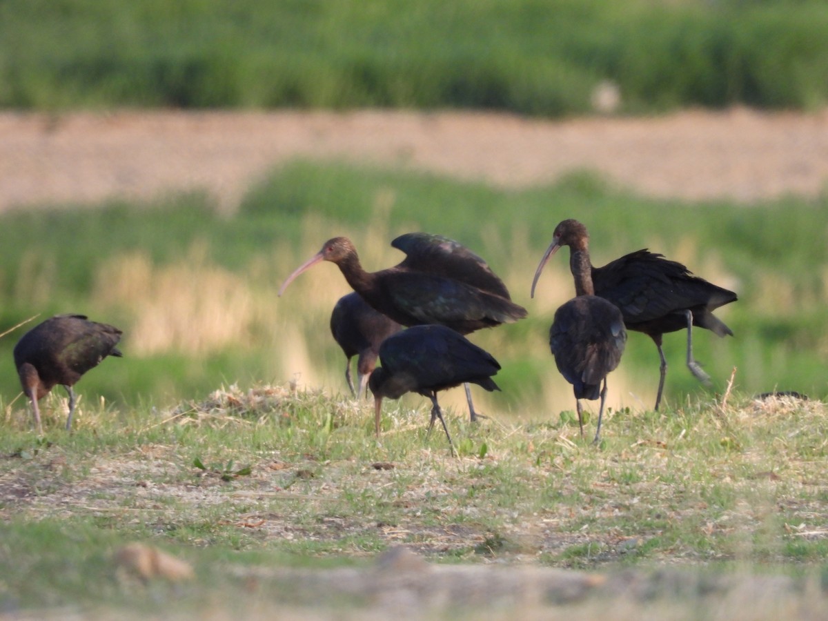 Puna Ibis - ML611376738