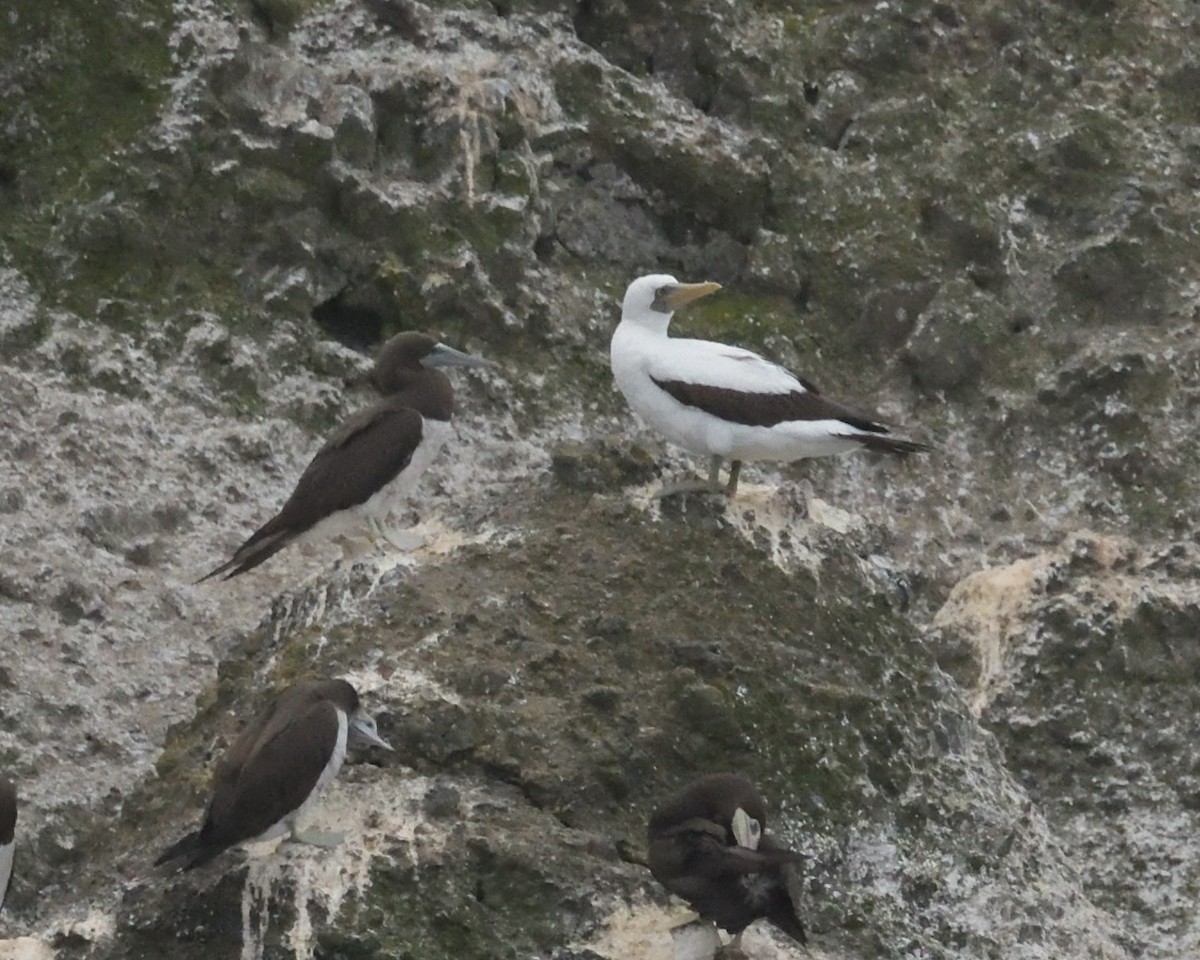 Nazca Booby - ML611376820