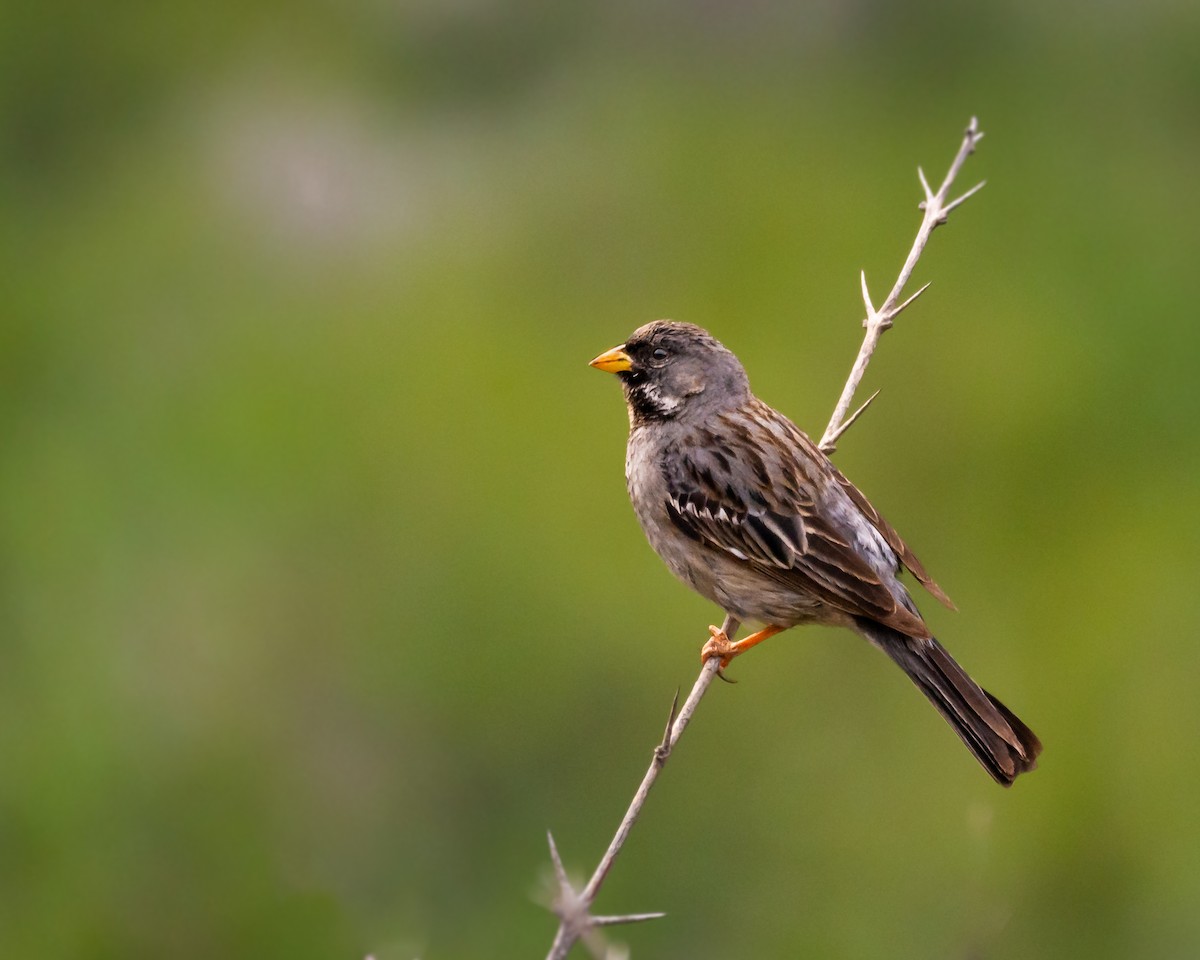 Mourning Sierra Finch - ML611376845