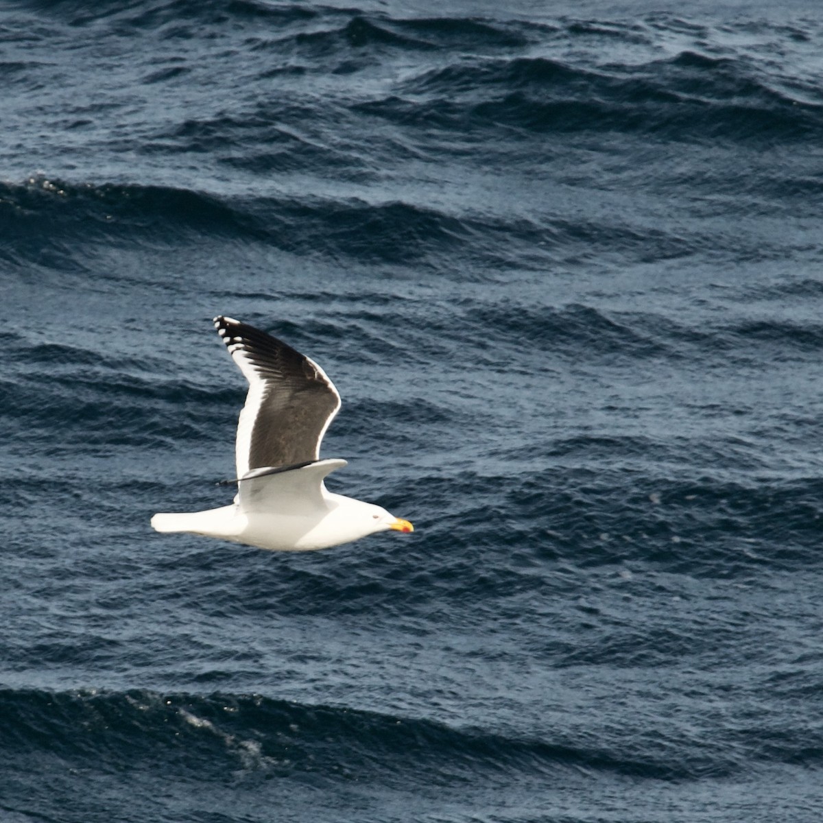 Kelp Gull - ML611376851