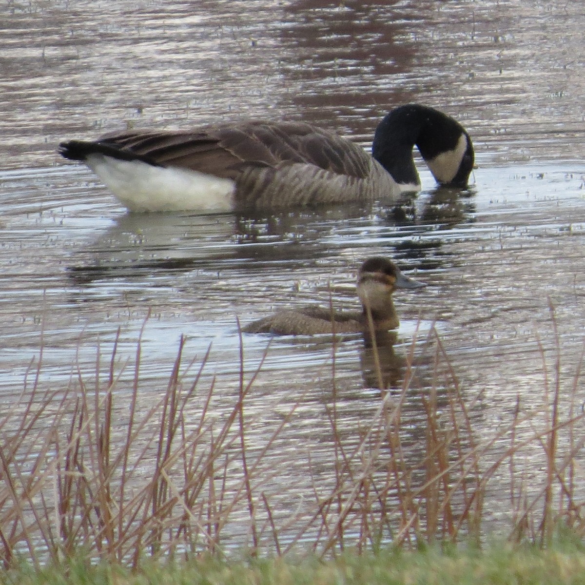 アカオタテガモ - ML611376875