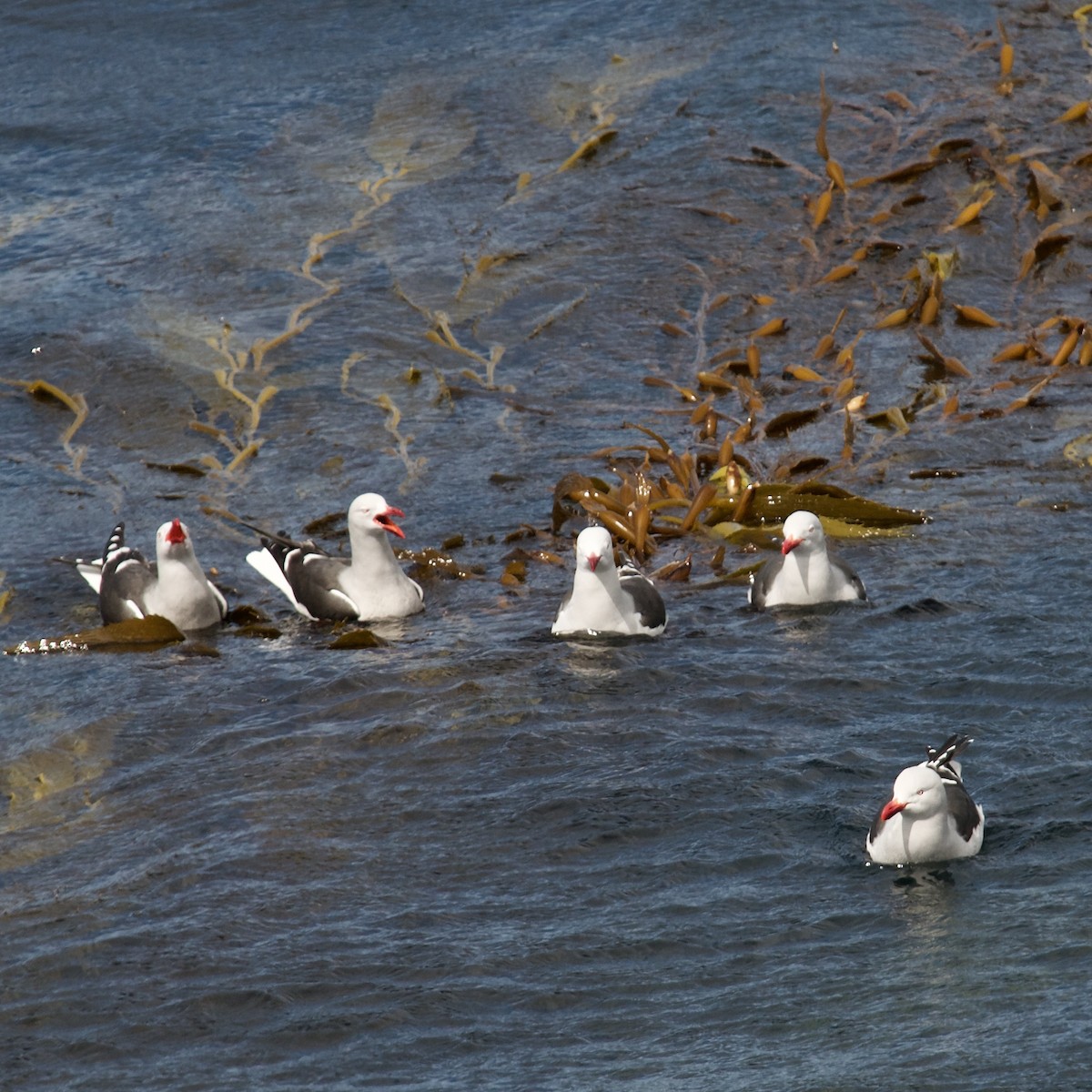 Gaviota Patagona - ML611376887