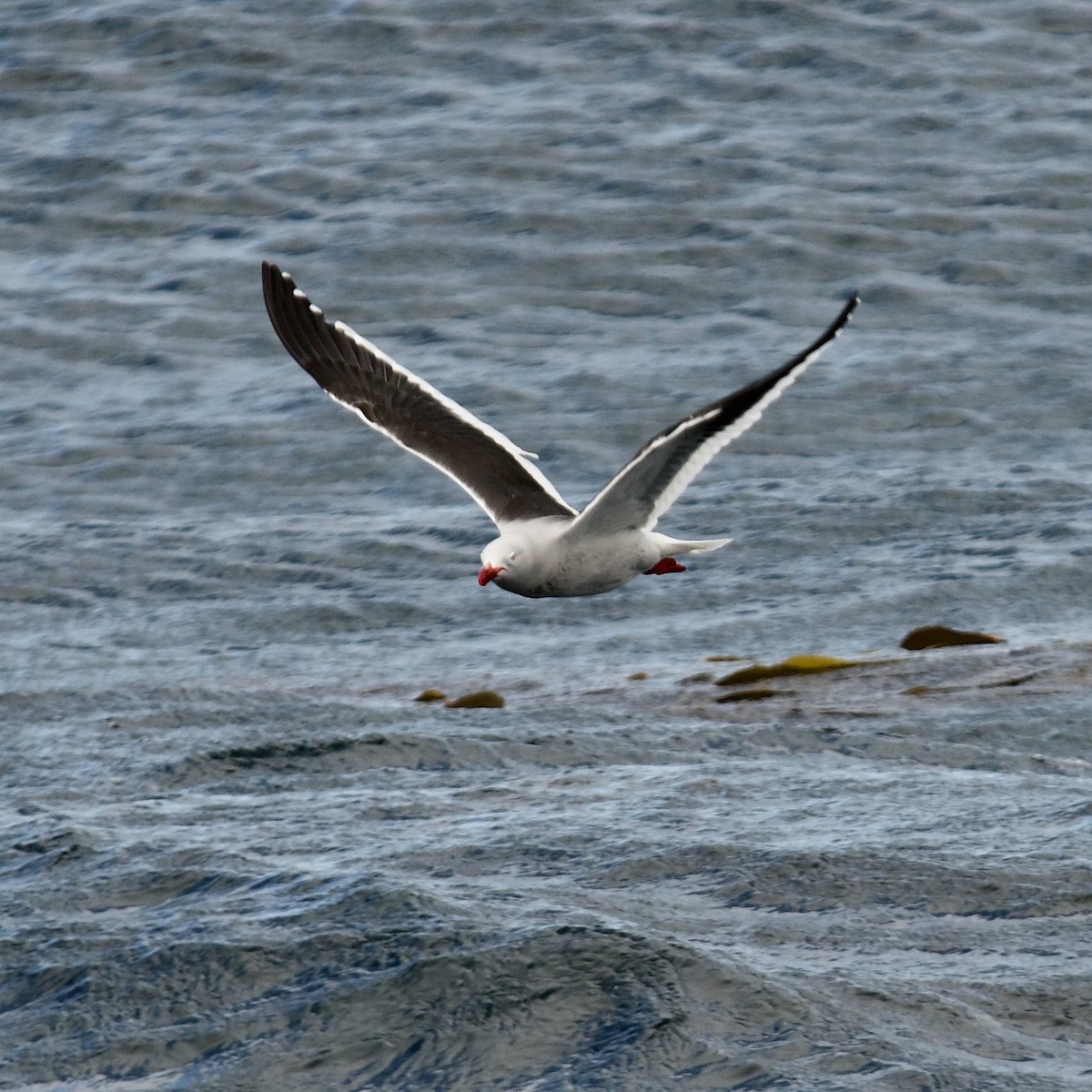 Dolphin Gull - Rosemary joganic