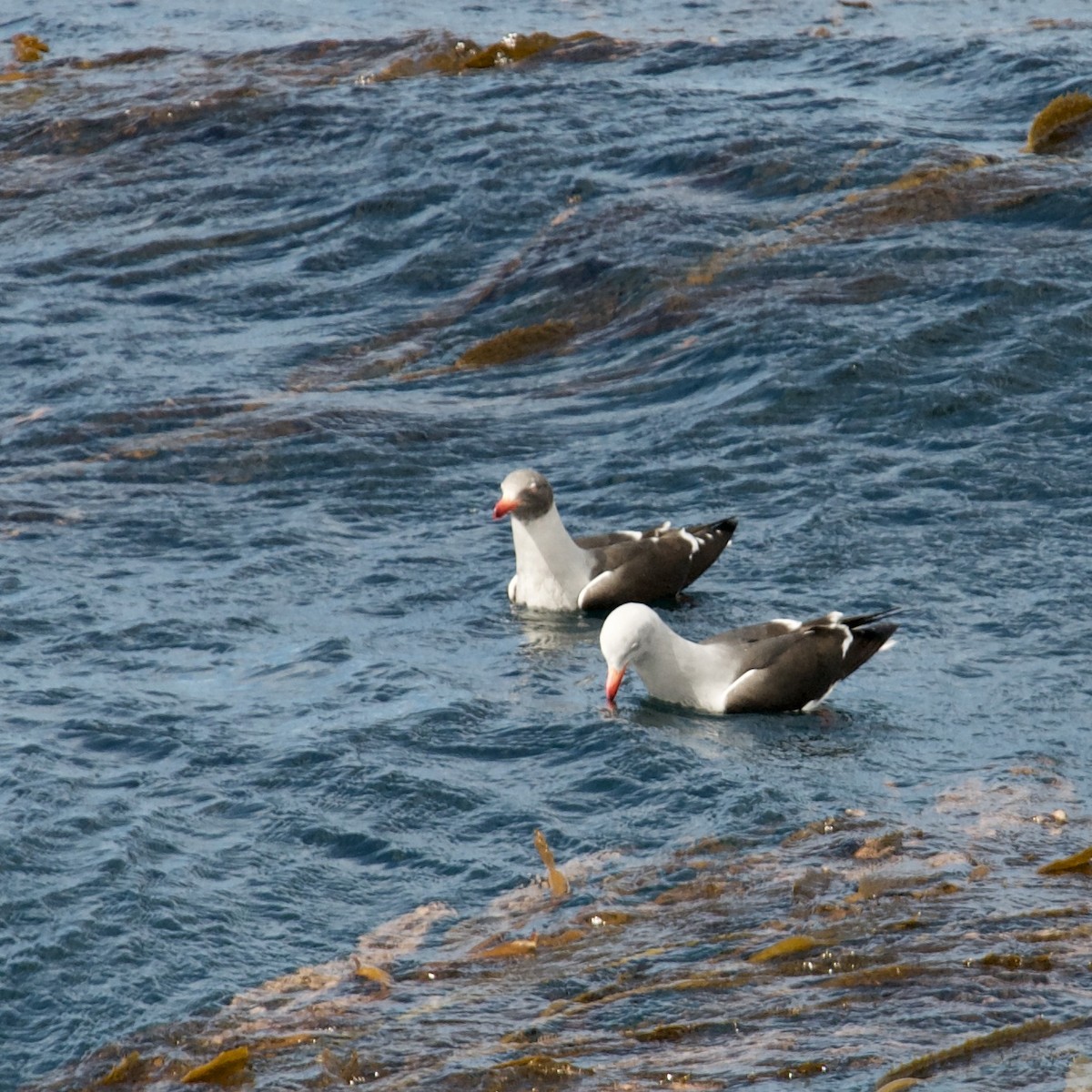 Gaviota Patagona - ML611376911