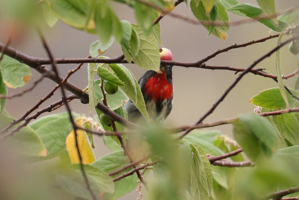 Gray-sided Flowerpecker - ML611376975