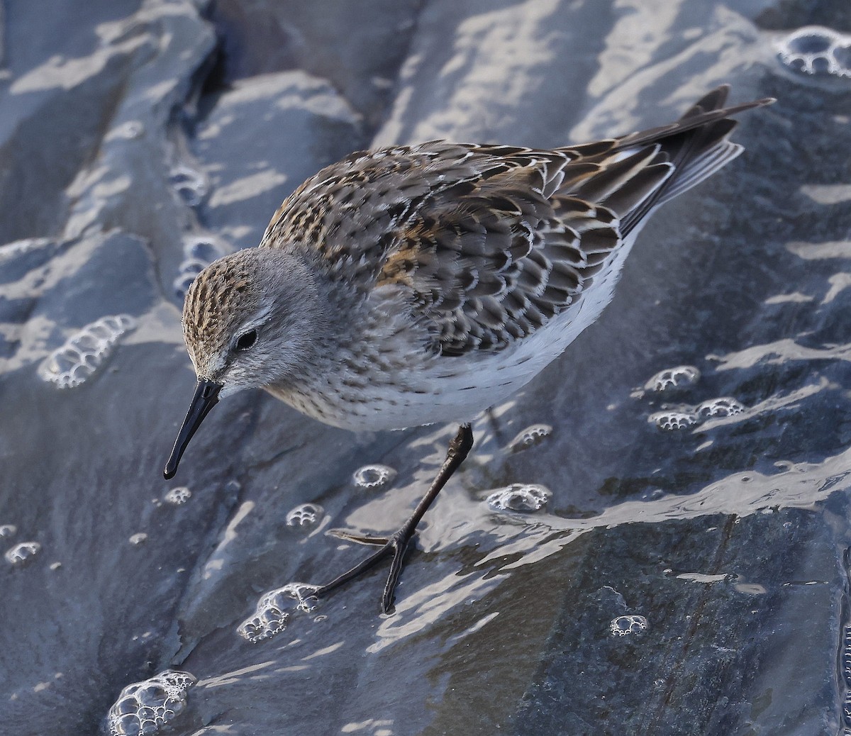 White-rumped Sandpiper - ML611376997