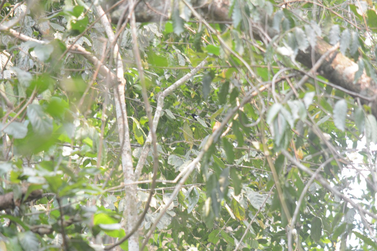 White-shouldered Tanager - Estación Ecológica Guáquira (DATA)