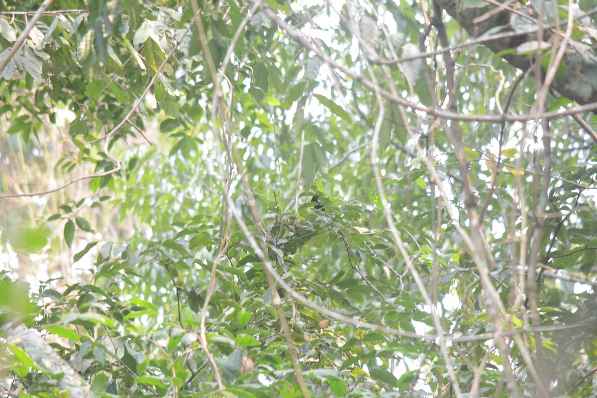 White-shouldered Tanager - ML611377033