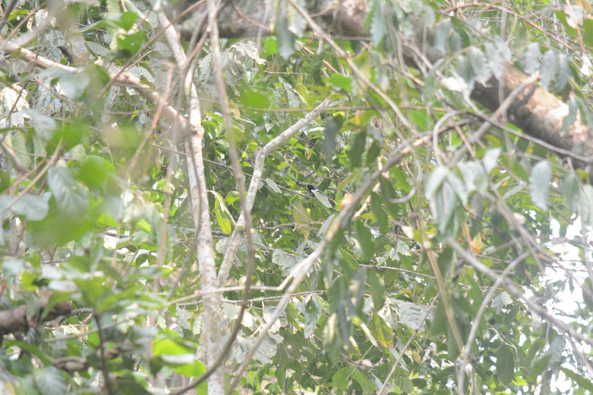 White-shouldered Tanager - ML611377034