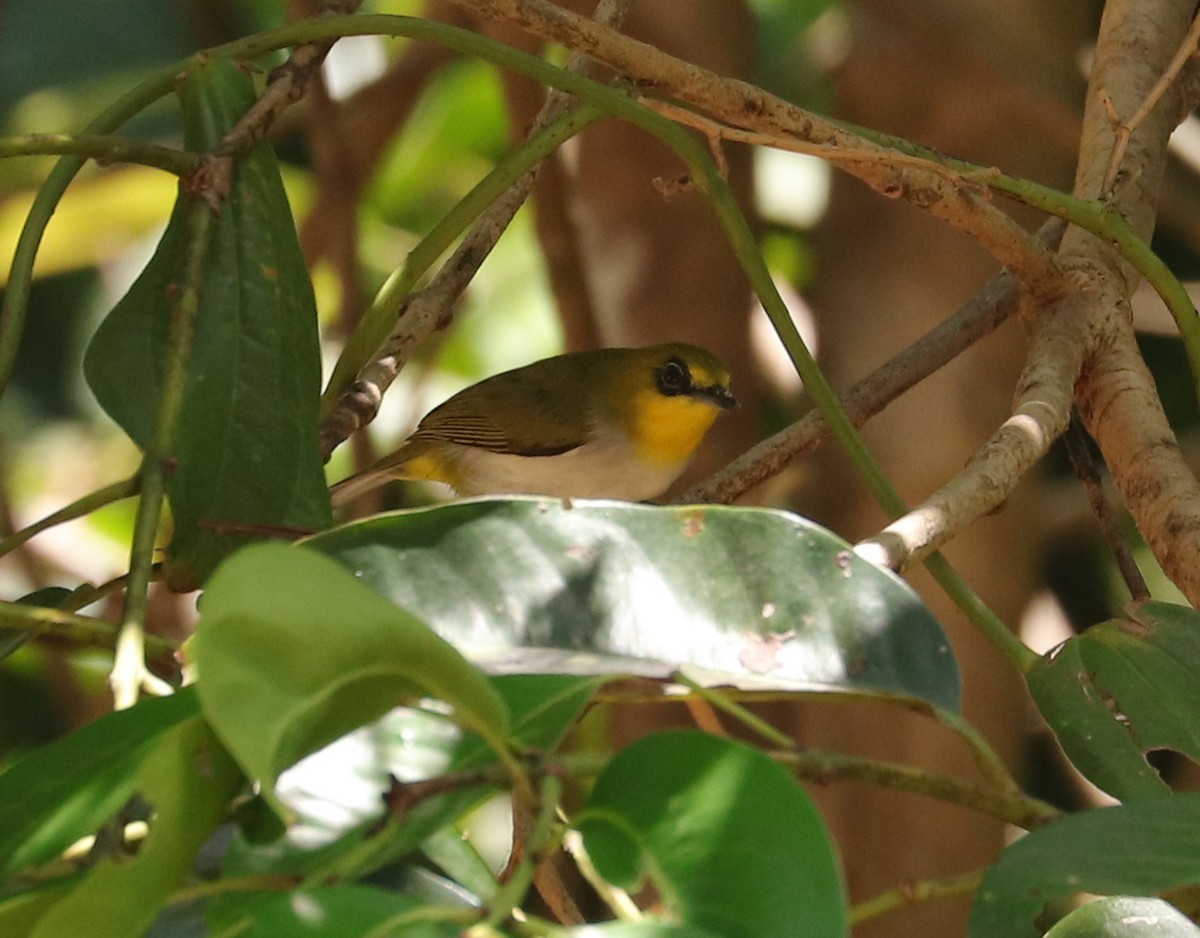 Sulawesibrillenvogel - ML611377047