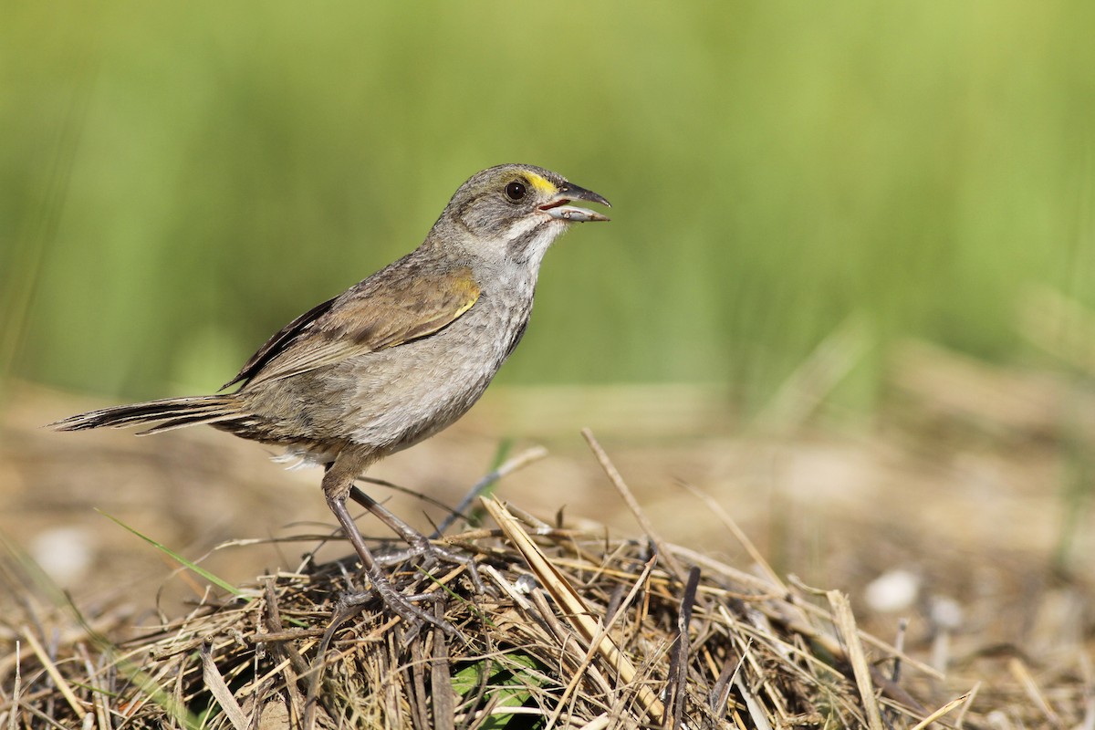 Seaside Sparrow (Atlantic) - ML61137711