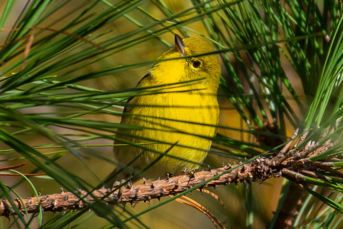 Pine Warbler - ML611377145