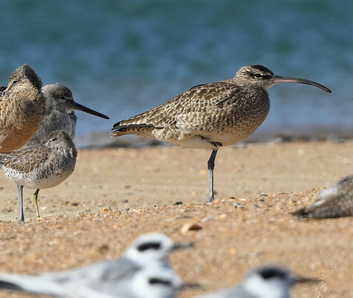 Whimbrel - Ann Stinely