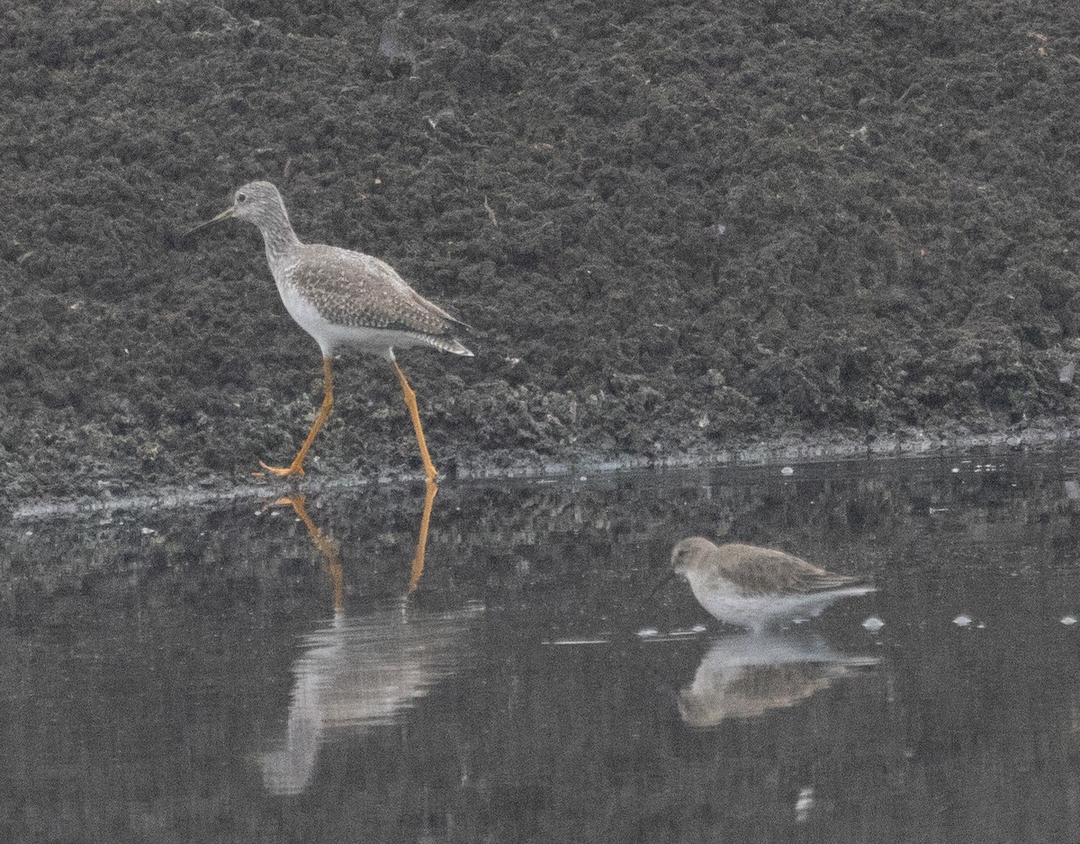 Dunlin - ML611377252