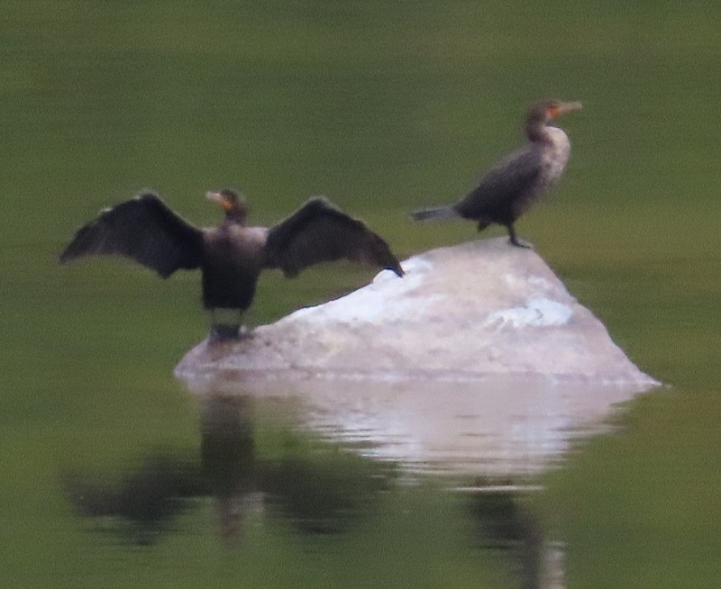 Double-crested Cormorant - ML611377319