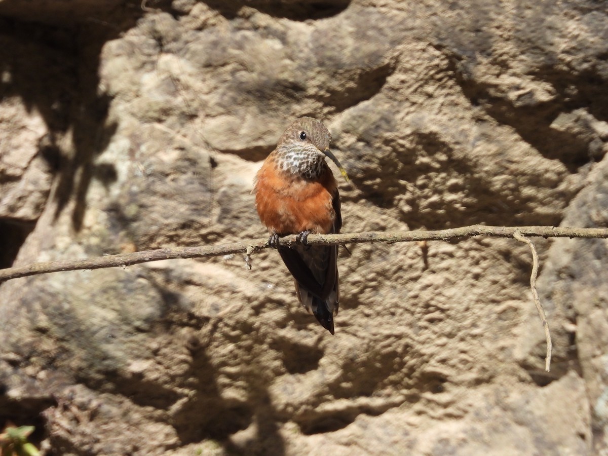 Wedge-tailed Hillstar - ML611377371