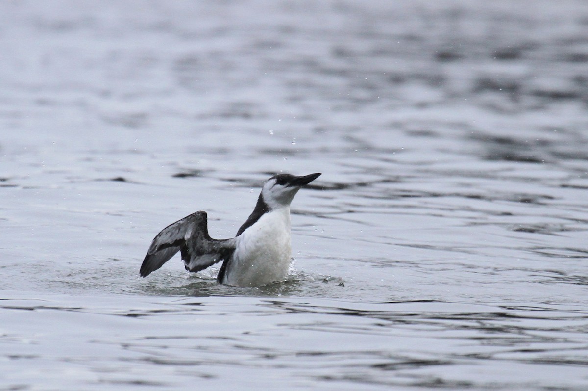 Common Murre - ML611377409