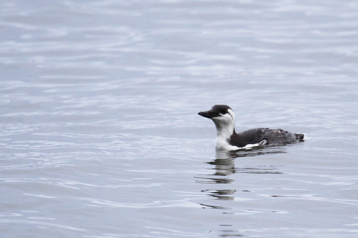 Common Murre - naomi h