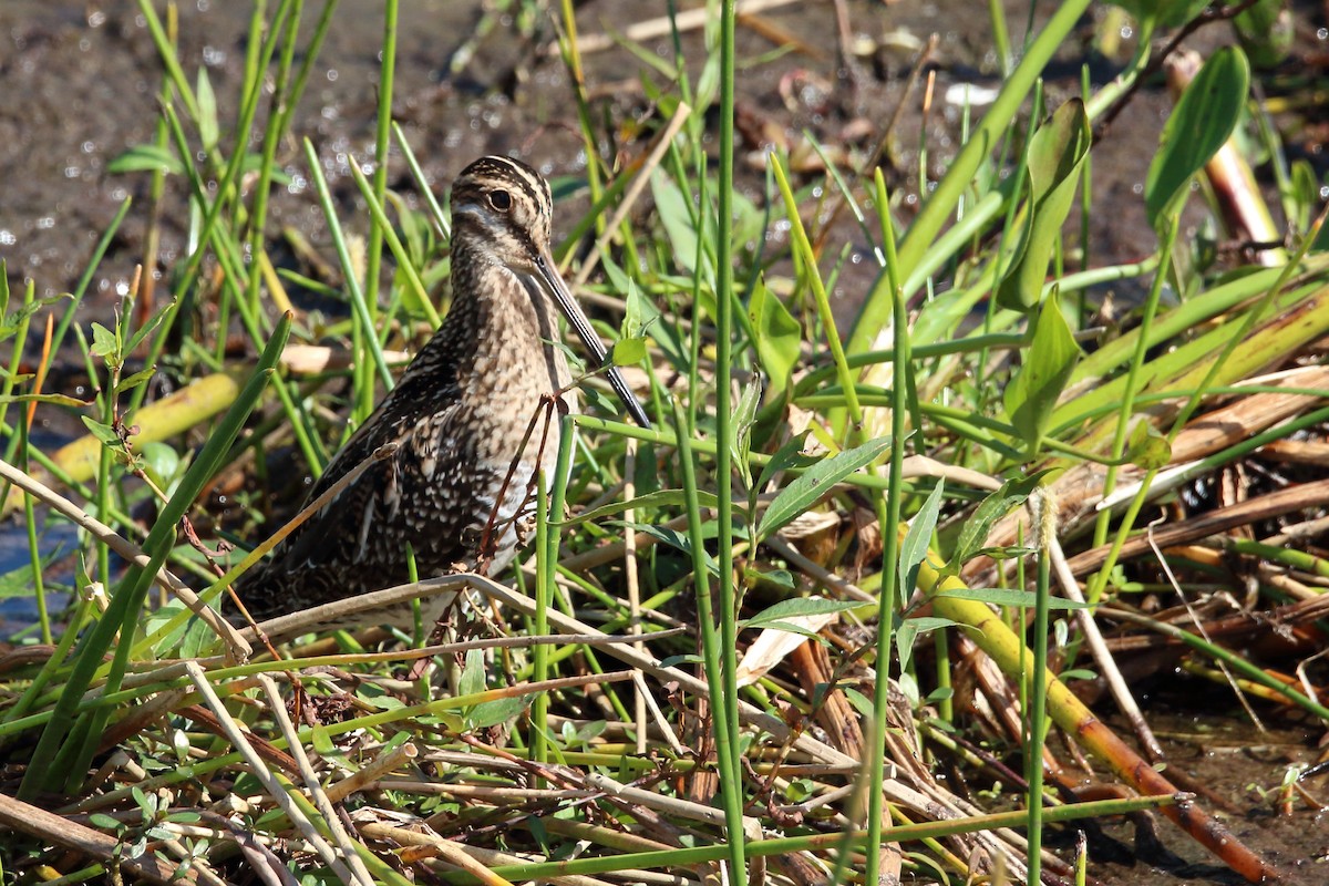 Wilson's Snipe - ML611377491