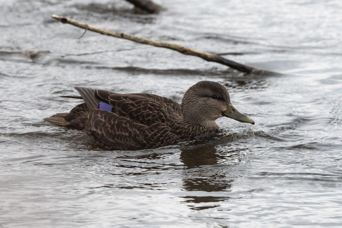 American Black Duck - ML611377552