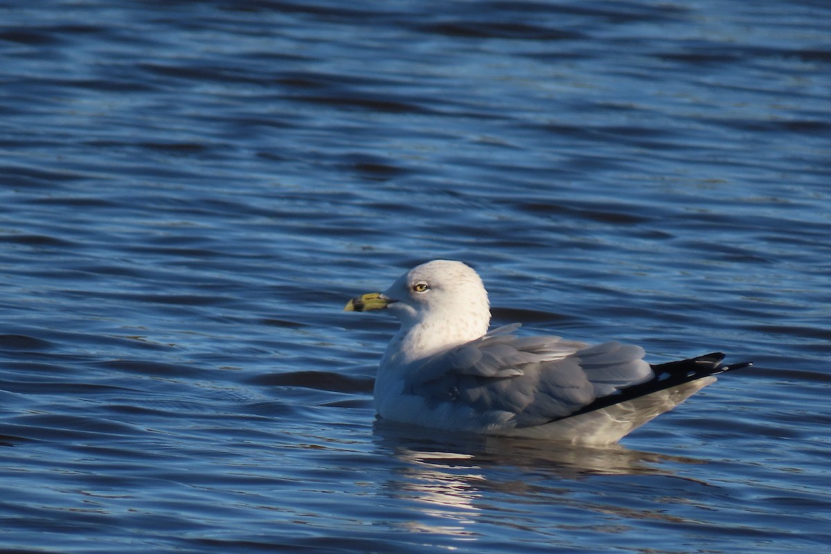 Ring-billed Gull - ML611377558