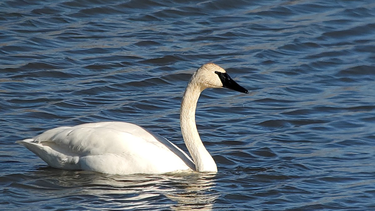 Trumpeter Swan - ML611377586