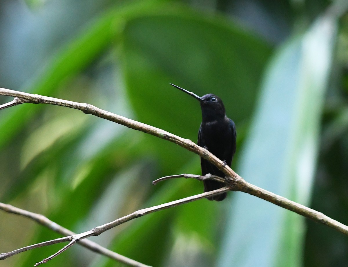 Blue-fronted Lancebill - ML611377624