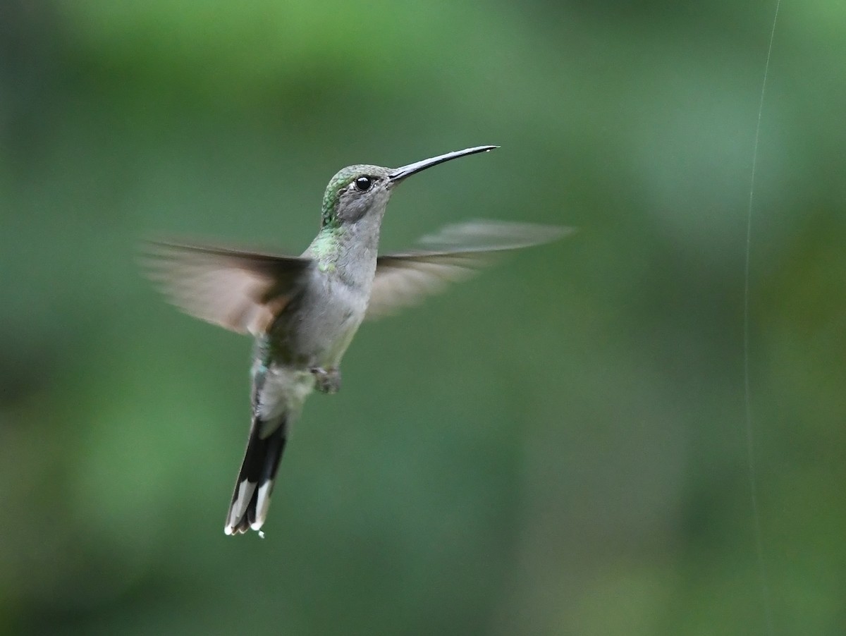 Gray-breasted Sabrewing - Joshua Vandermeulen