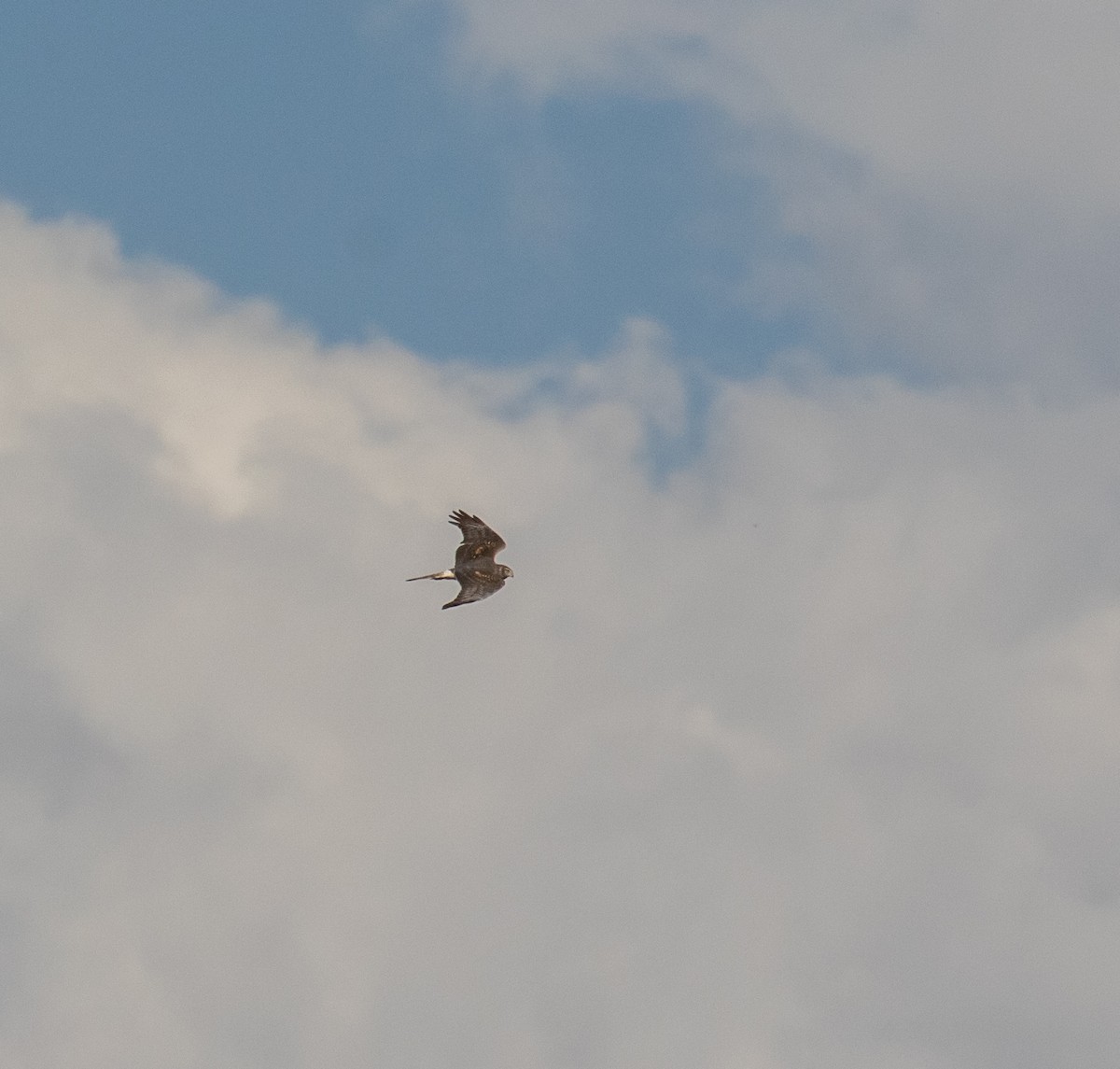 Cinereous Harrier - ML611377665