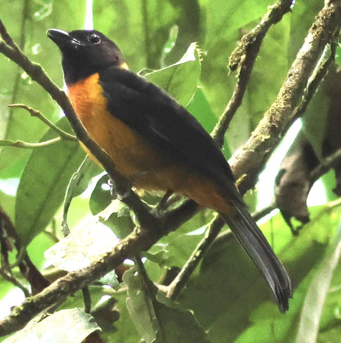 Fulvous Shrike-Tanager - Hanan Jacoby