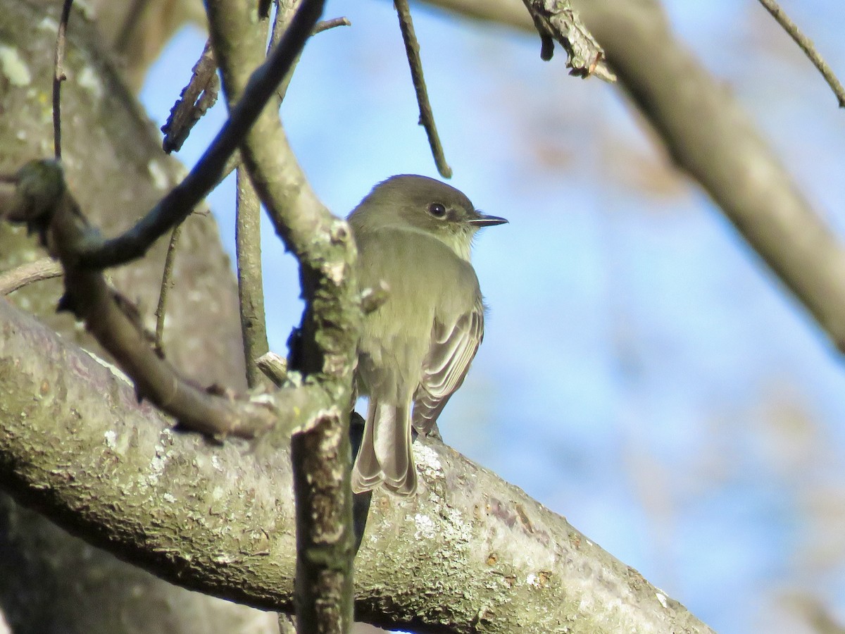 Eastern Phoebe - ML611377814