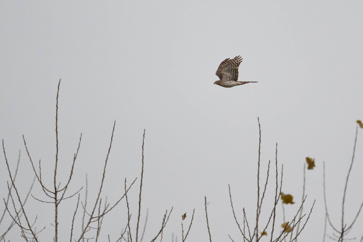 Cooper's Hawk - ML611377815