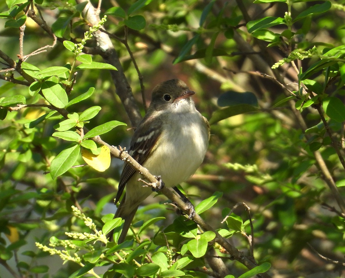 Small-billed Elaenia - Raul Ibarra