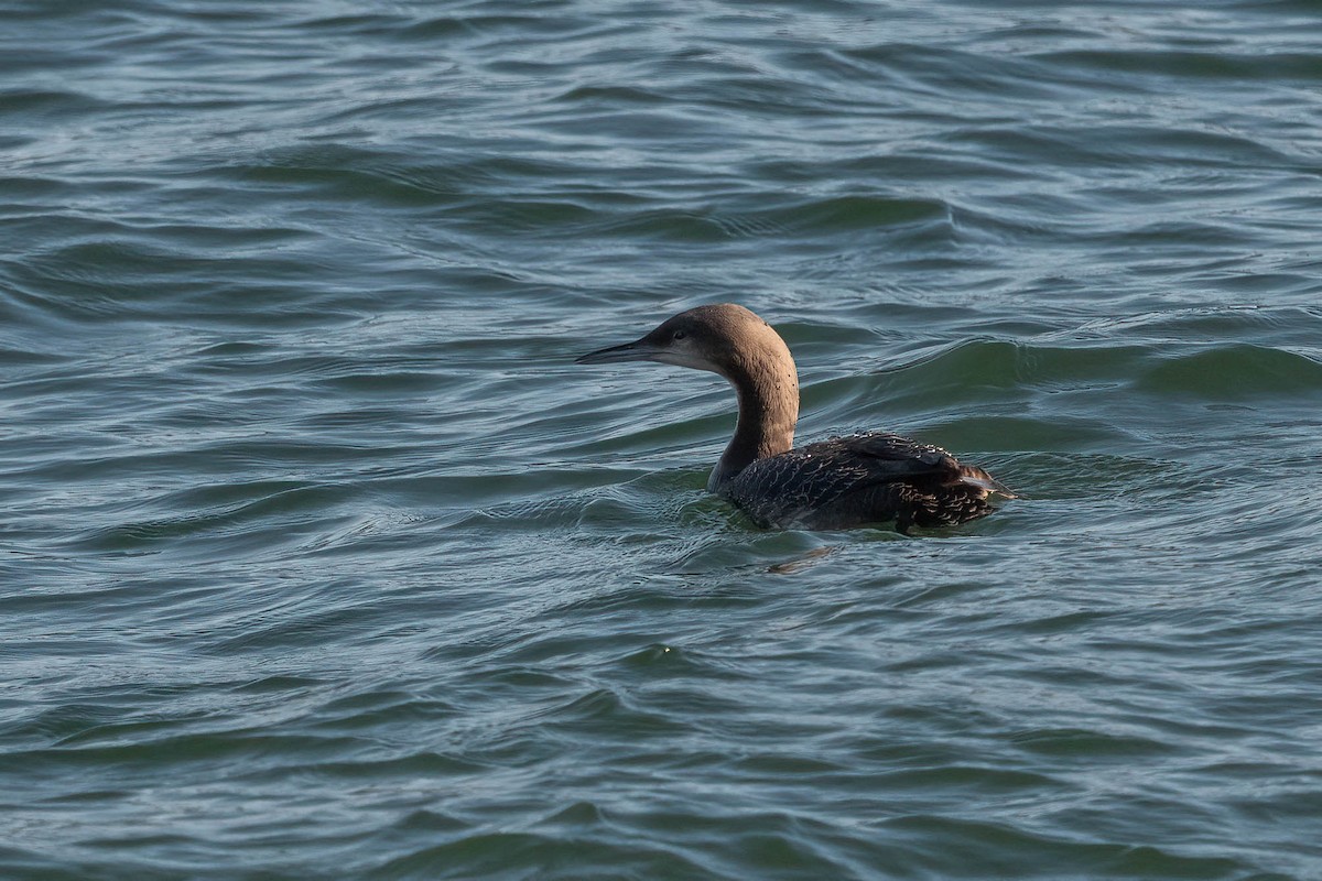 Pacific Loon - ML611377839