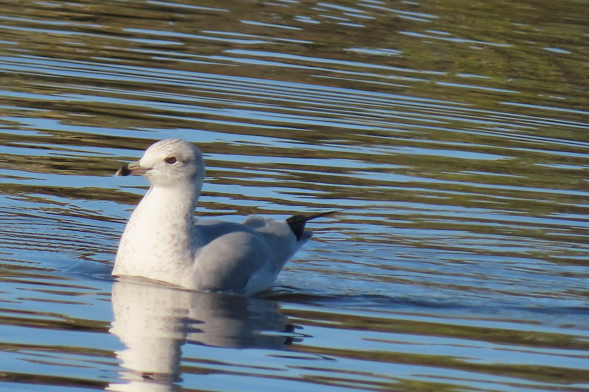 Ring-billed Gull - ML611377912