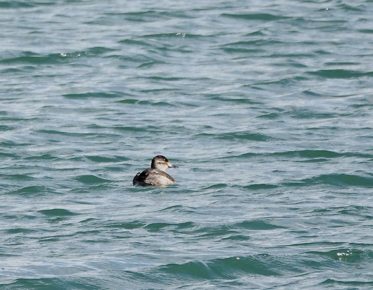 Ruddy Duck - Julie Schneider