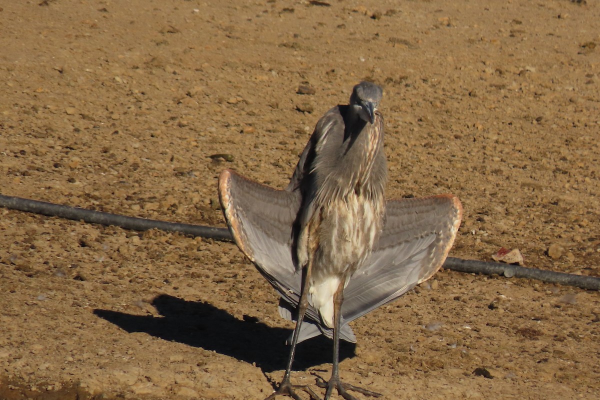 Great Blue Heron - ML611377950
