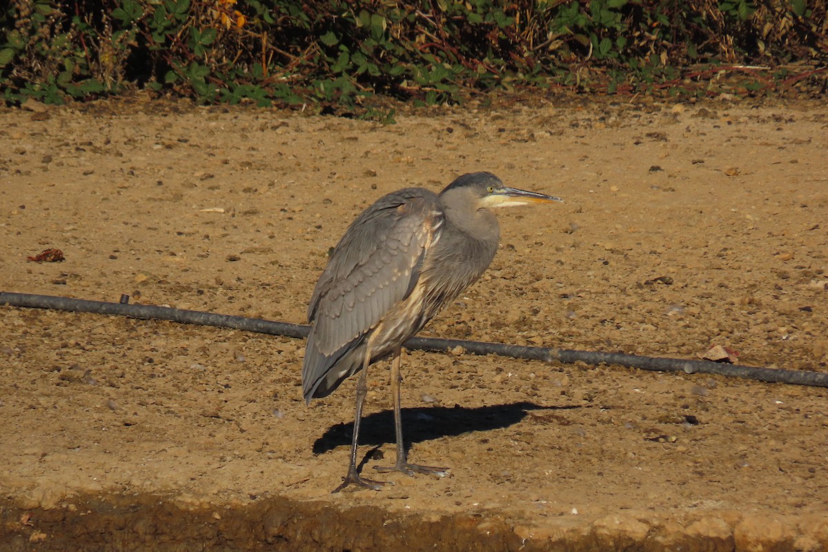 Great Blue Heron - ML611377959