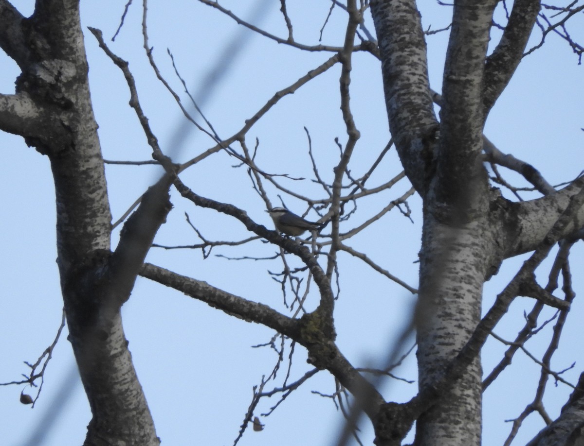 Red-breasted Nuthatch - ML611378001