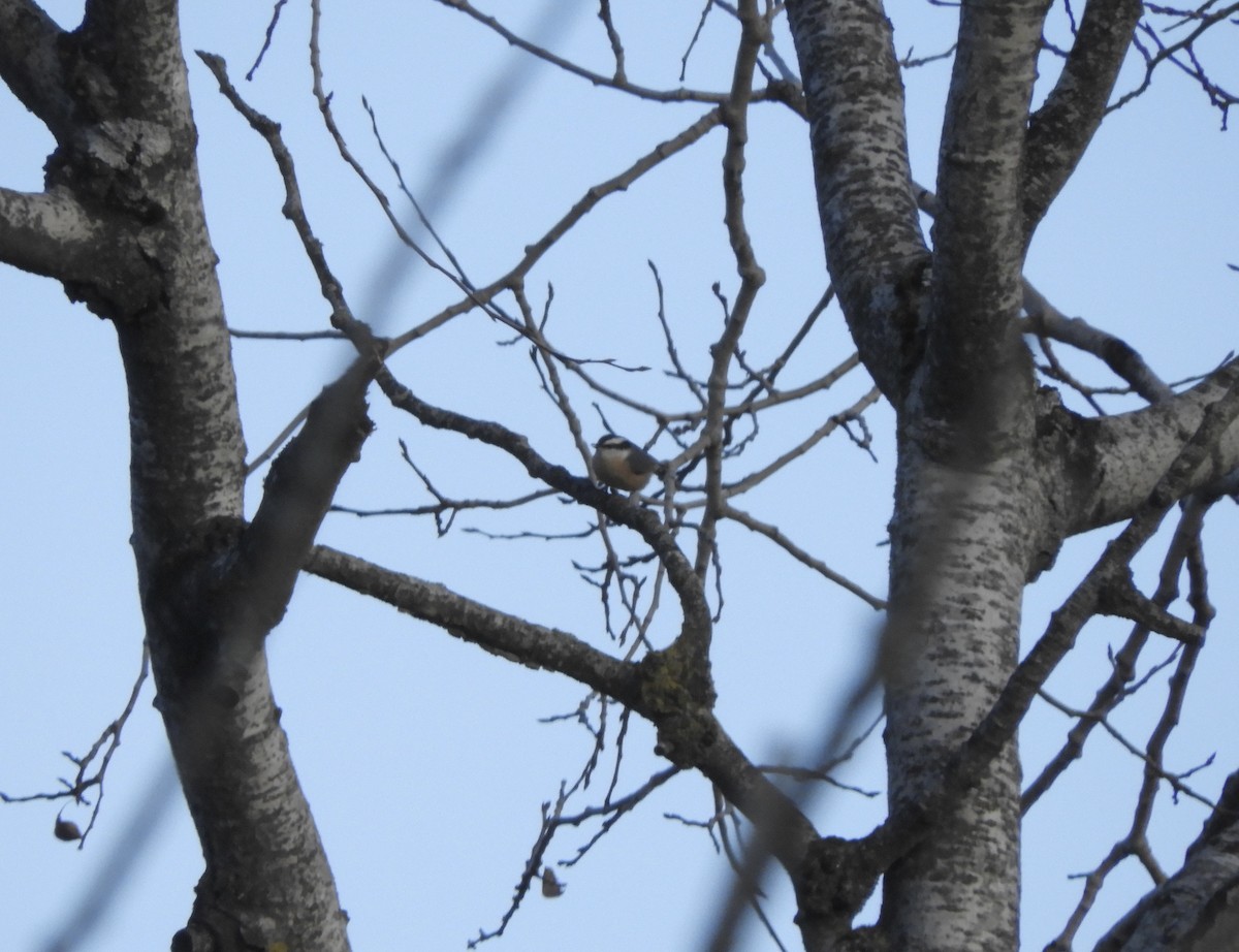 Red-breasted Nuthatch - ML611378013