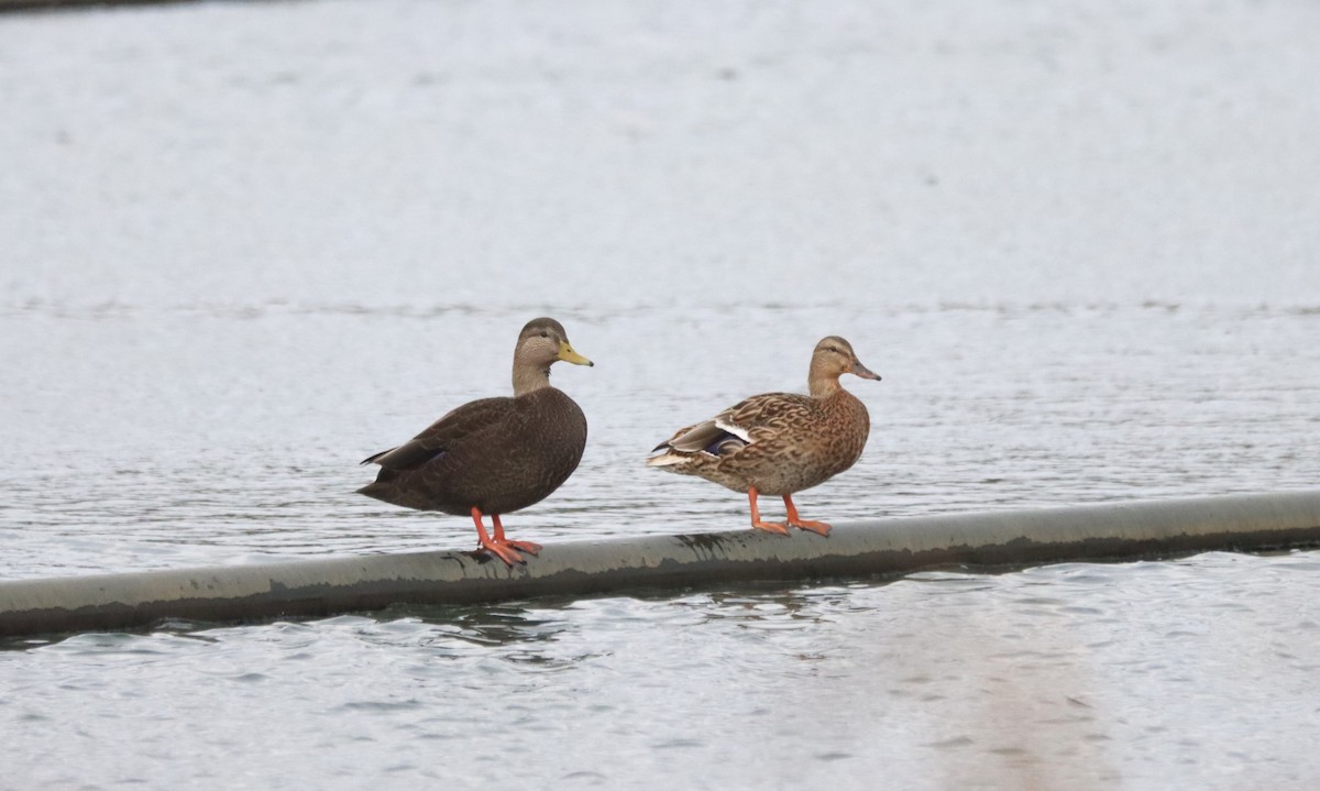 American Black Duck - Craig Evans