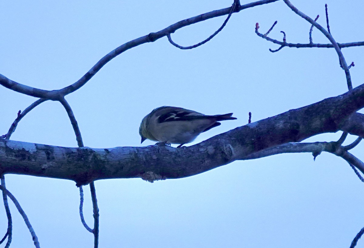 American Goldfinch - ML611378129