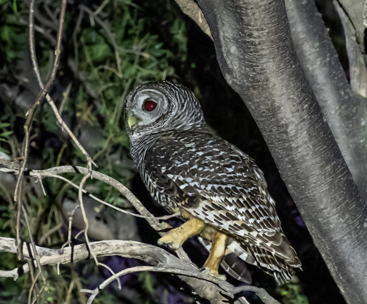 Chaco Owl - ML611378142