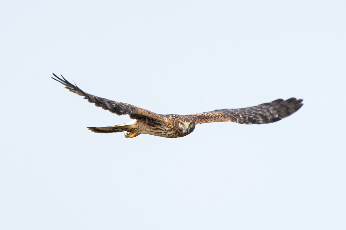Northern Harrier - James Ancona