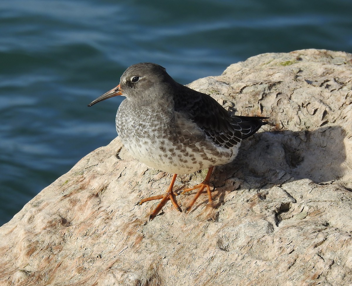 Purple Sandpiper - ML611378245